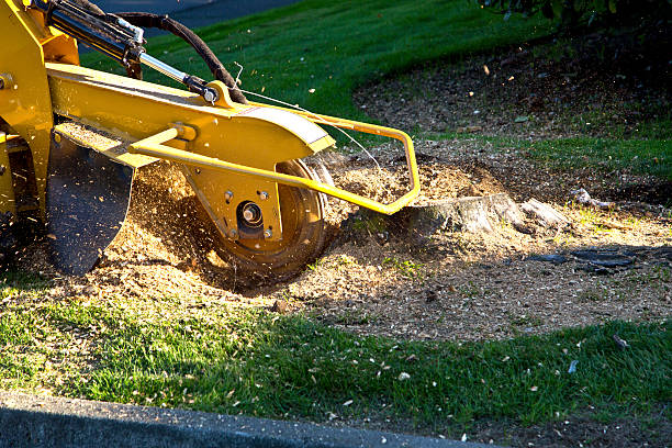 Professional Tree Service in Heyburn, ID